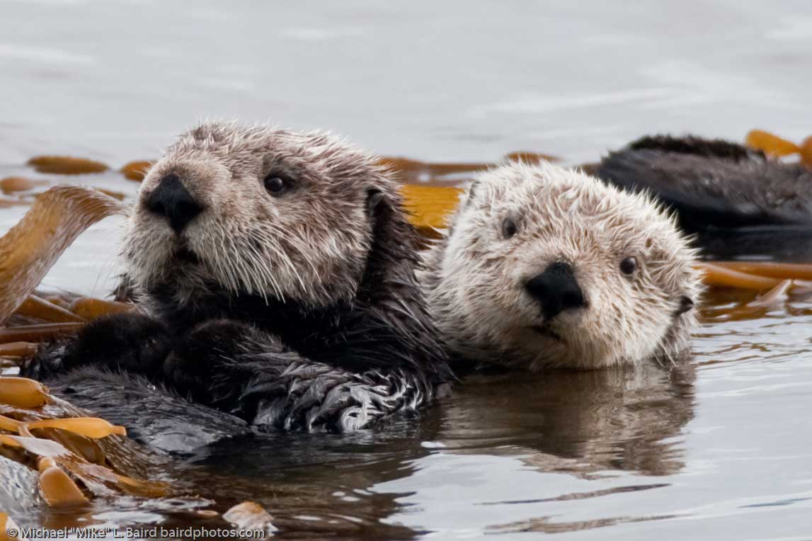 sea otter