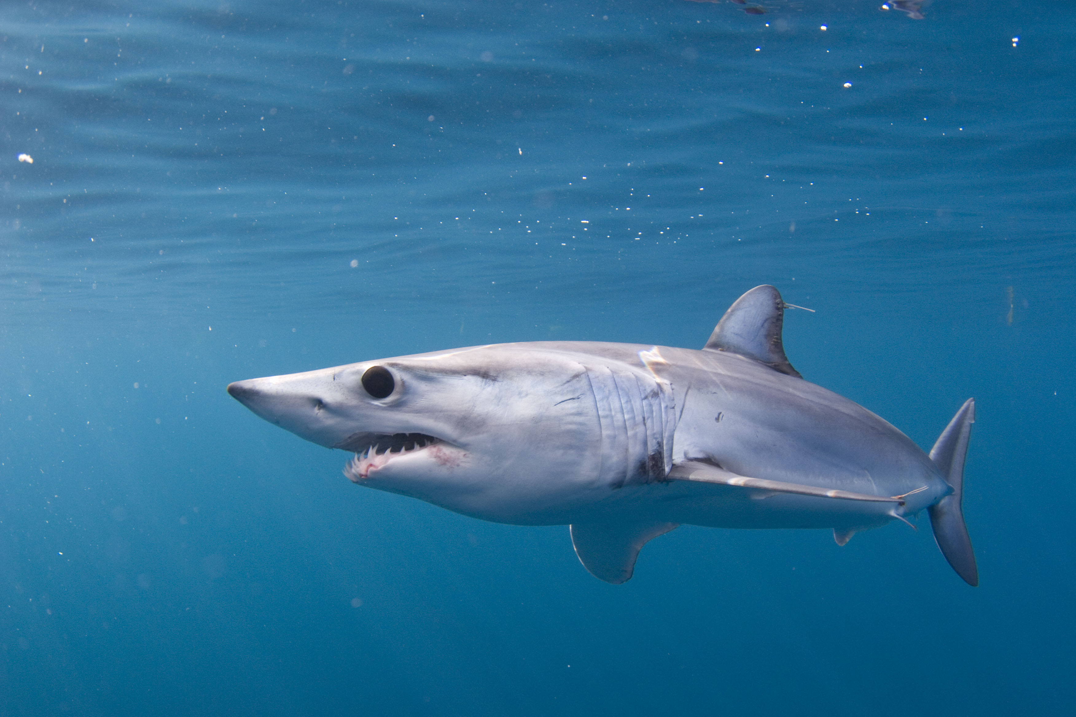 shortfin mako shark