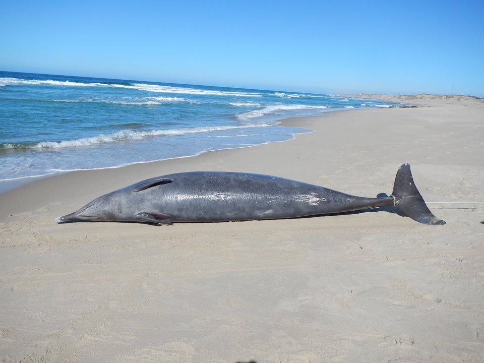 sowerbys beaked whale