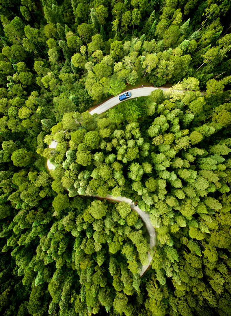 forest-road-trees-vert-aerial.jpg