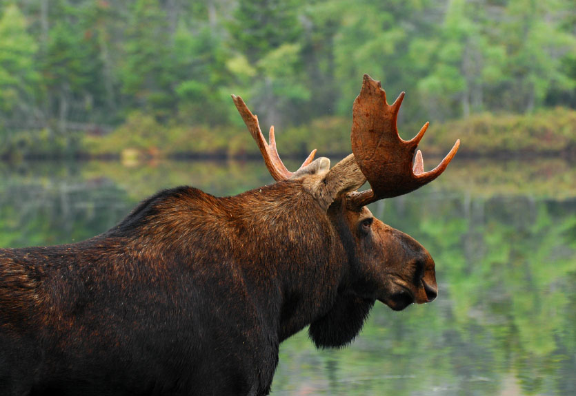 Fédération Canadienne De La Faune Personnes Ressources Dans Le Domaine De La Faune 8450