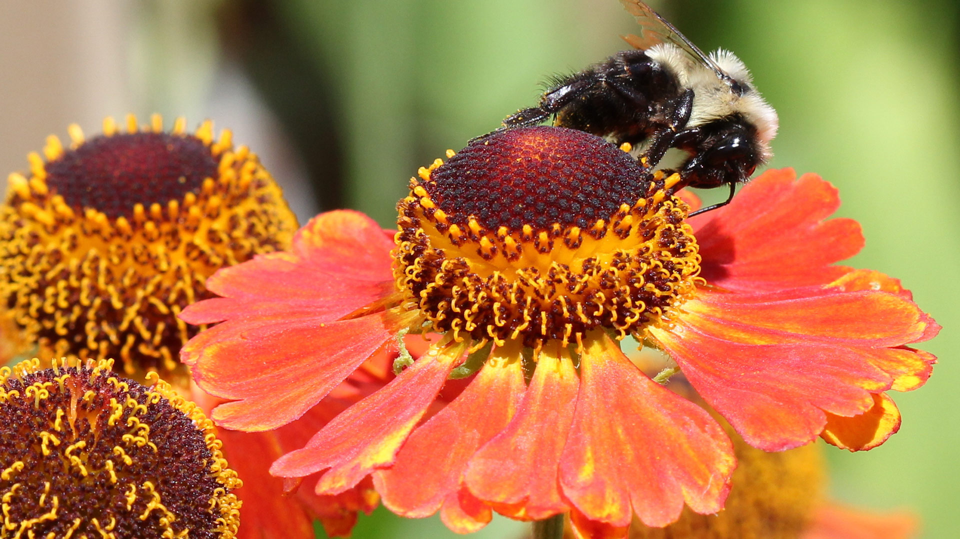 Canadian Wildlife Federation: Bee Specific