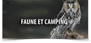 Faune et camping