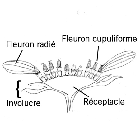 Fleur composée thumbnail