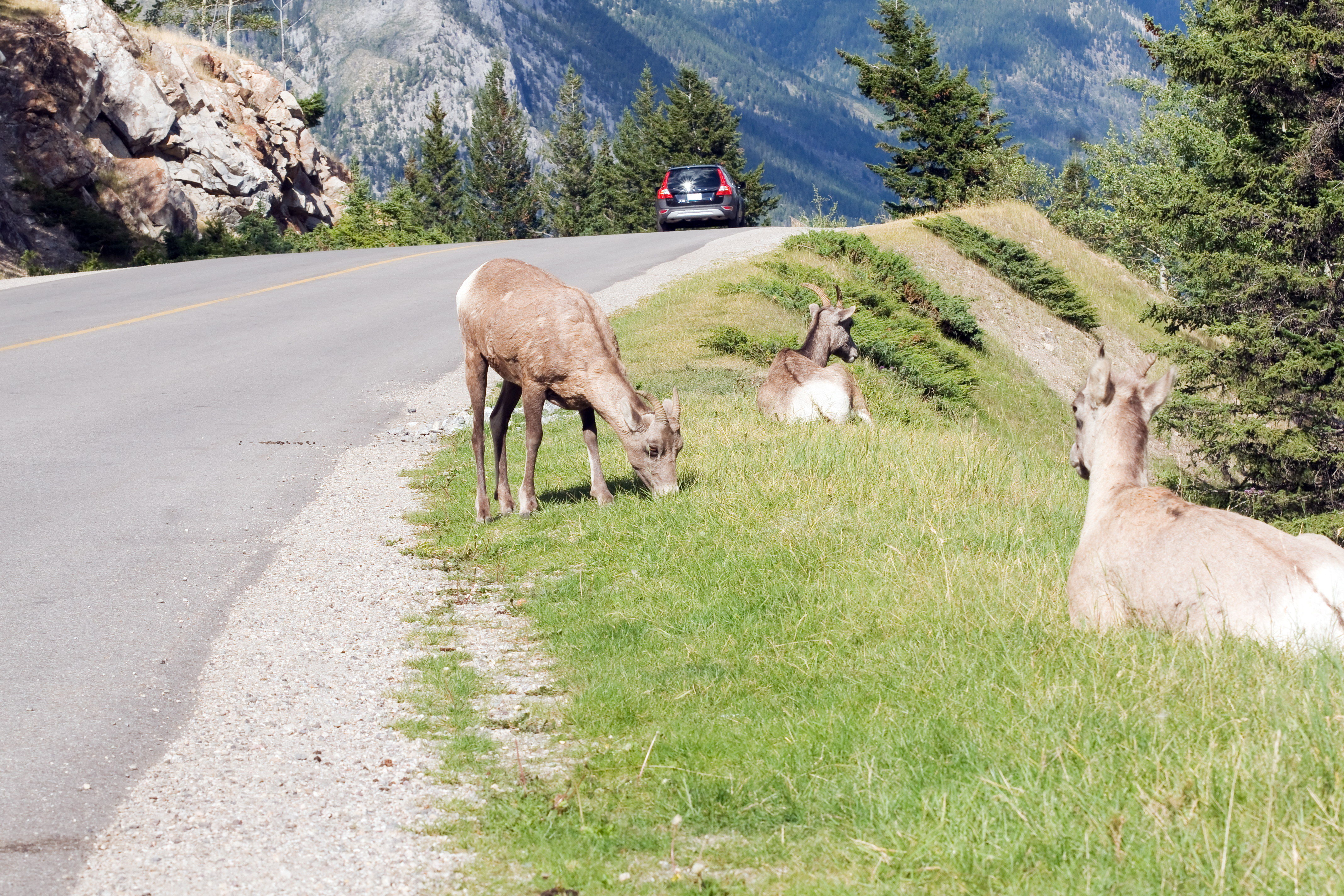 goat, roadside, eating, grass