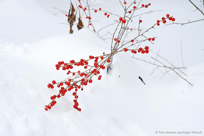 Winterberry