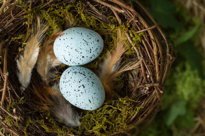 Unhatched eggs in a nest