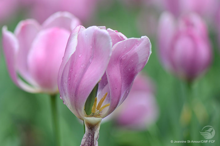 Un Tulipe