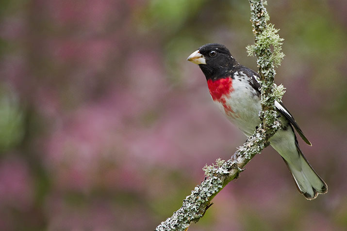 Bird photographed by Ted Busby