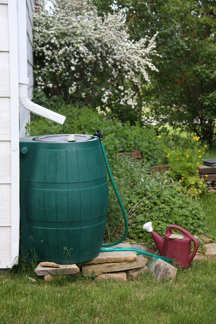 Rain barrel in backyard