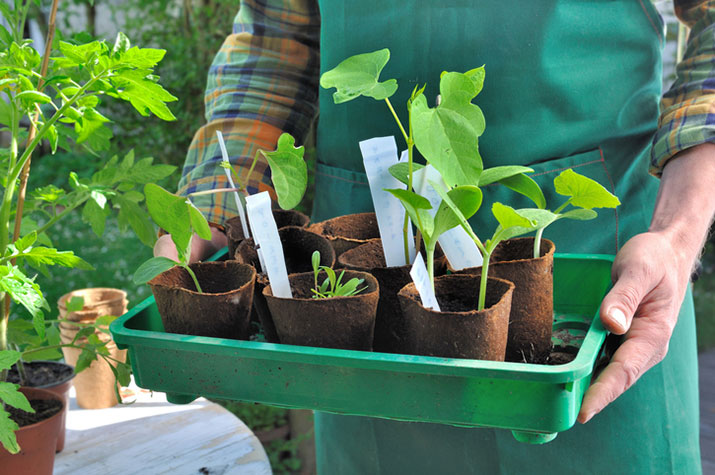New seedlings