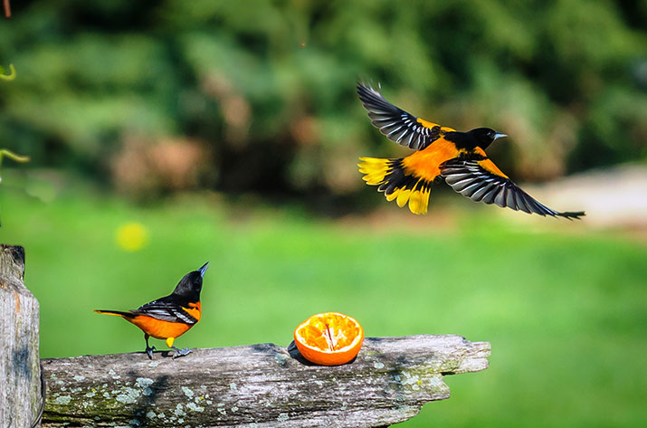 Orioles