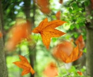 fallleaves2010300