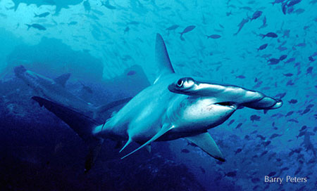 Hammerhead Shark