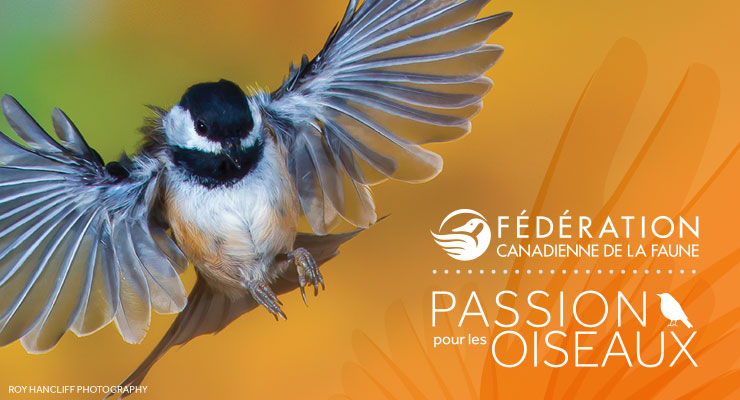 Fédération Canadienne De La Faune   Passion Pour Les Oiseaux