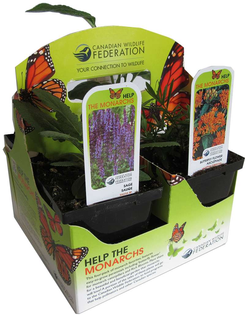 CWF Pollinator plant pack for Monarchs