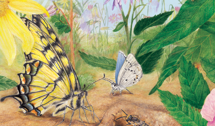 butterfly moth illustration