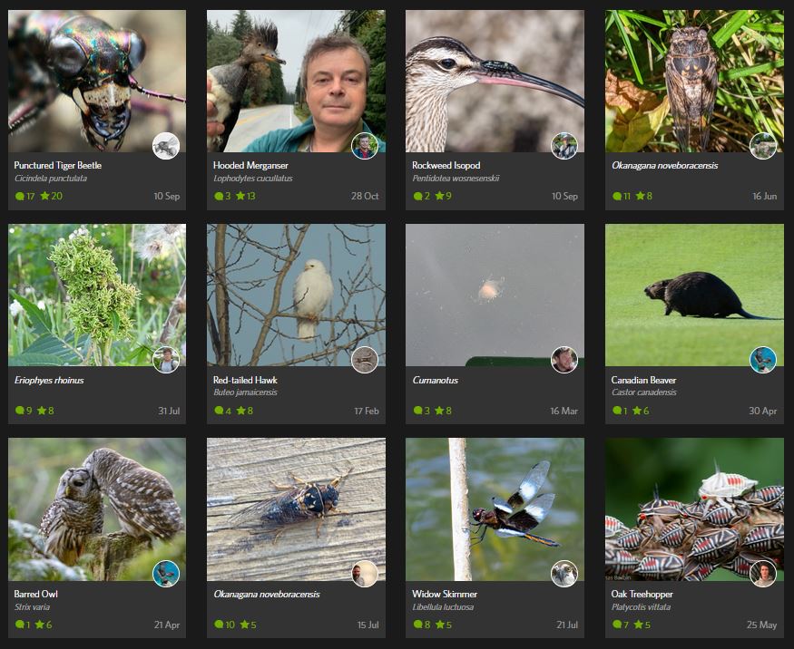 collage of profiles on inaturalist