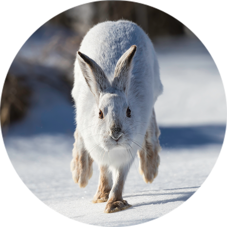 bunny running in snow