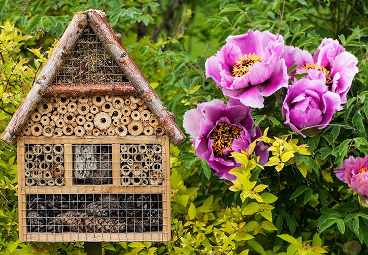 insect house