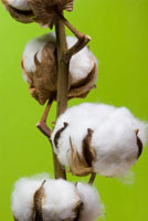 Cotton