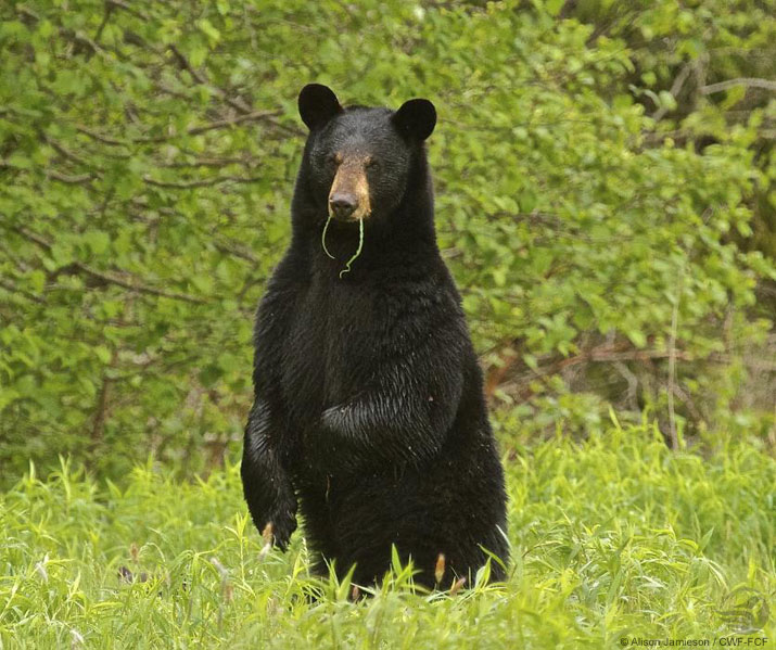 rencontre avec un ours noir