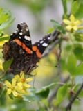 butterfly drinking nectar