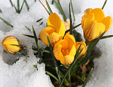 March 2010 Photo Contest Theme