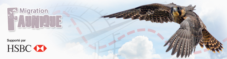 wild migrations header fr no logo