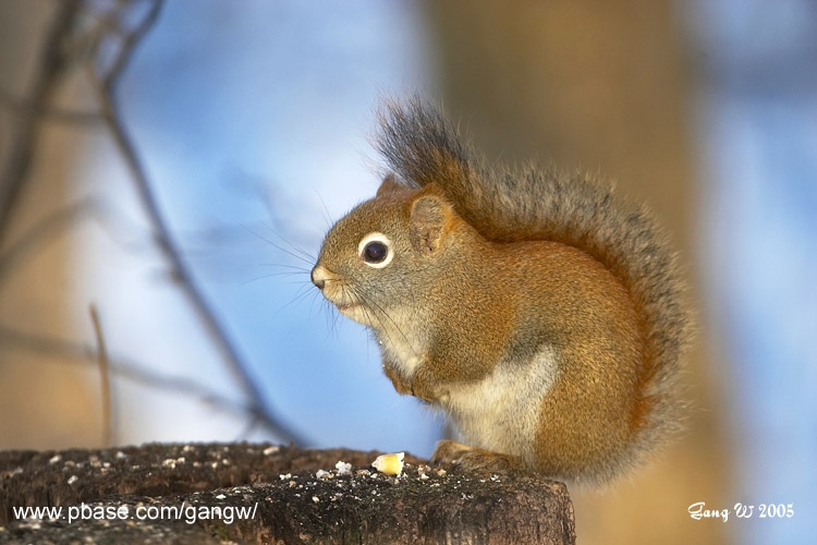 Red Squirrel