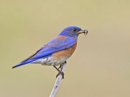 Western Bluebird