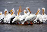 Pélicans blancs d’Amérique