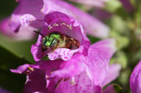 Halictid bee on naturally occurring pink variety of Obedient plant