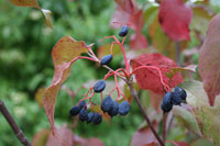 Nannyberry