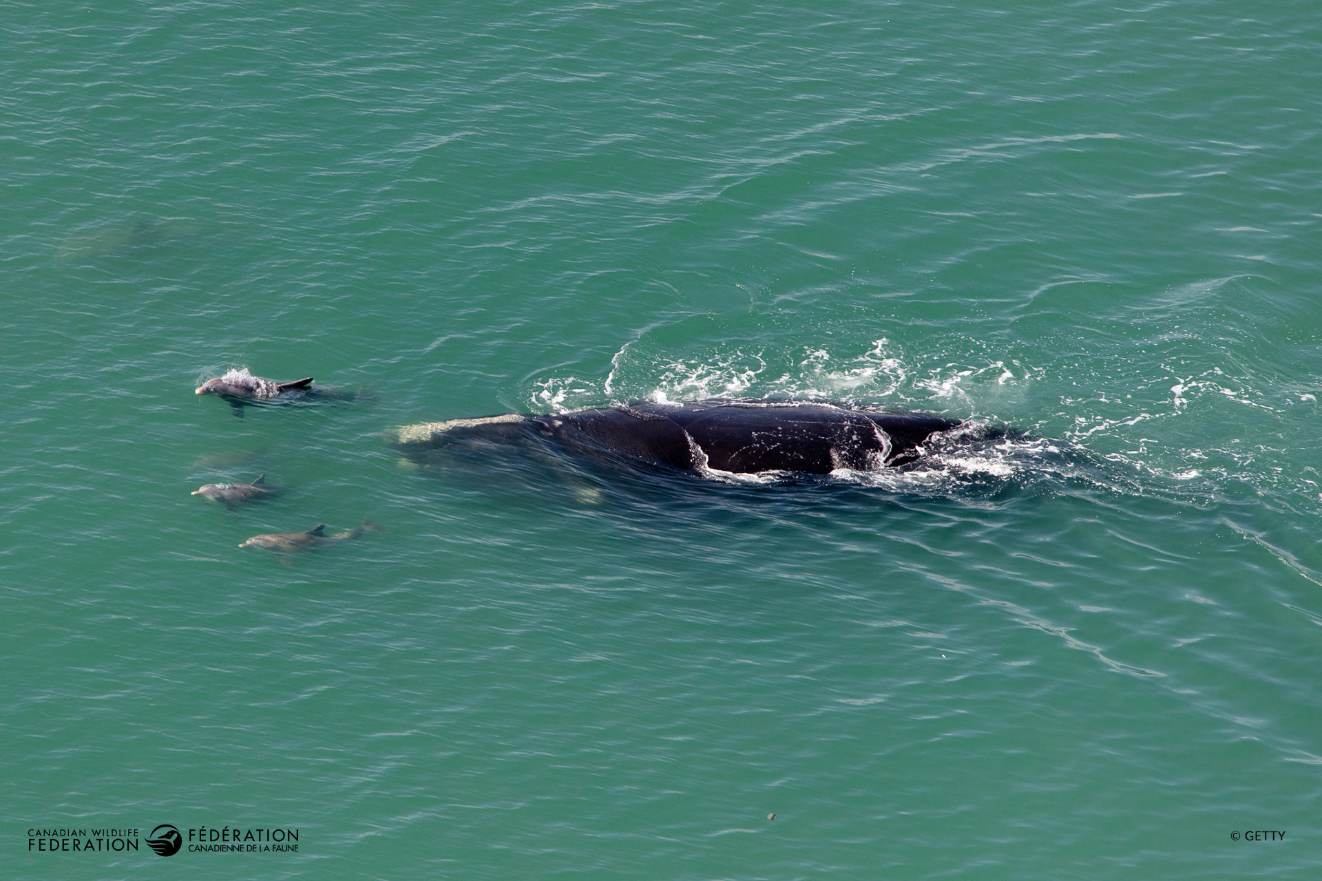 North Atlantic Right Whales trailing smaller animals