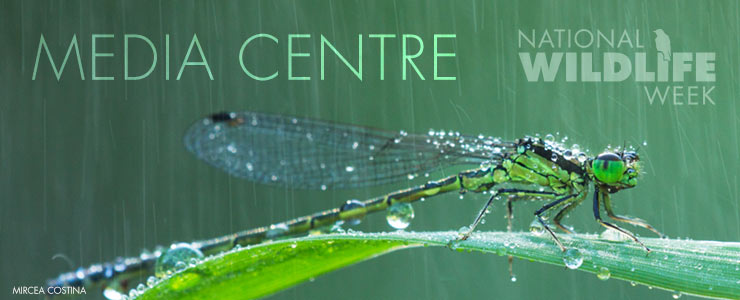 nww header news