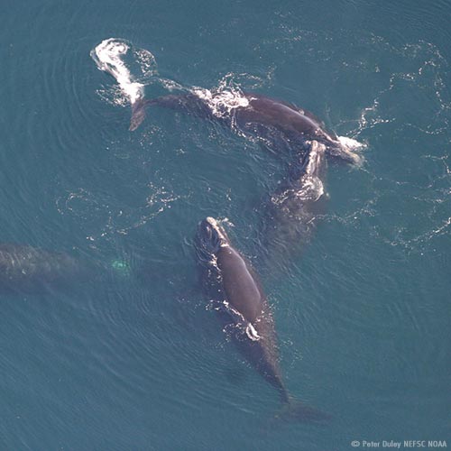 North Atlantic right whale