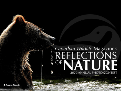 reflections of nature ad