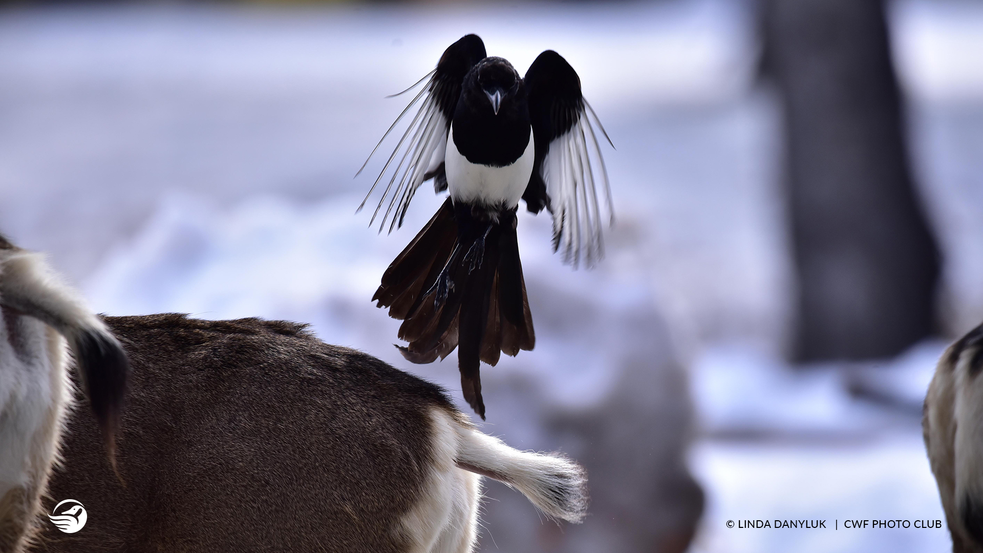 magpie