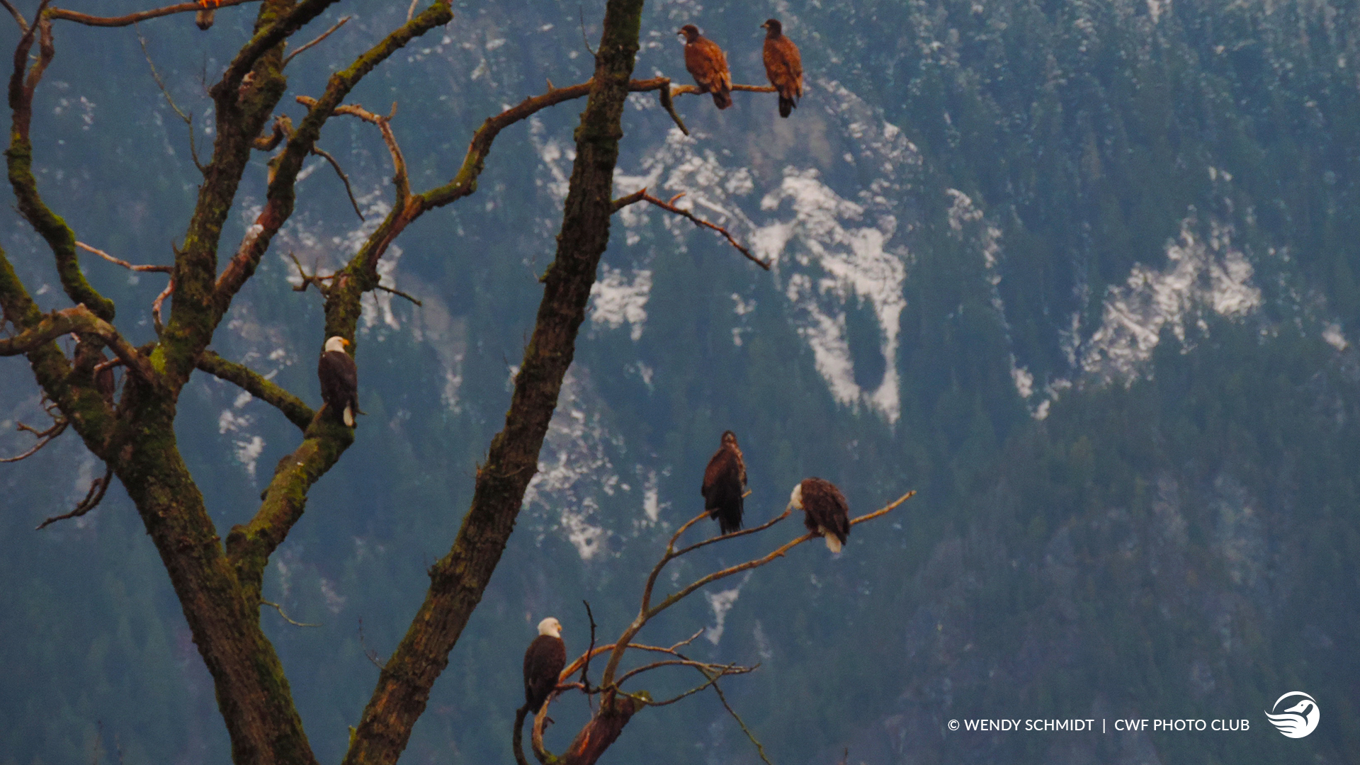 oiseau sur arbres