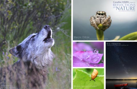 Reflections of nature contest photo collage 2014