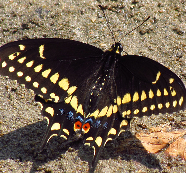 Canadian Wildlife Federation: Perpetuating Pollinators