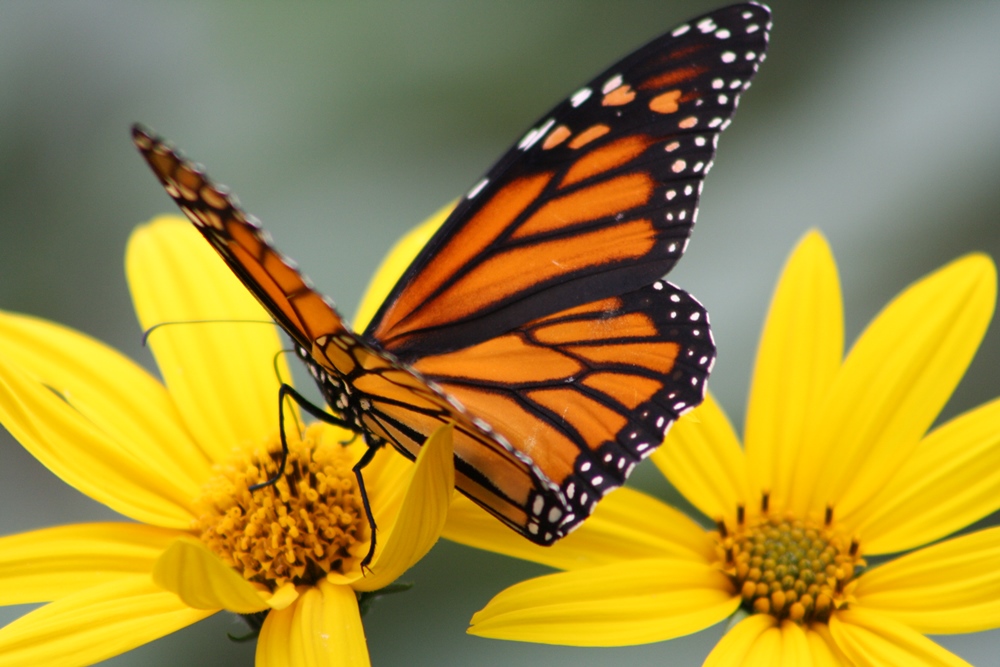 monarch butterfly