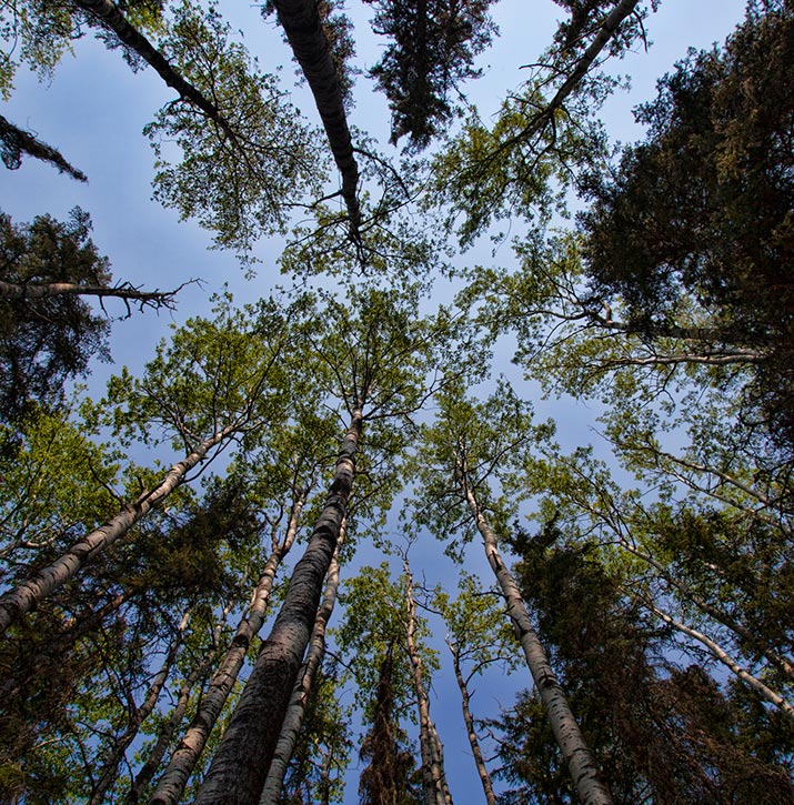 View of poplar tree tops from below