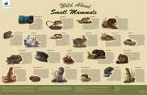 wild about small mammals 206