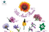 wild about flowers 206