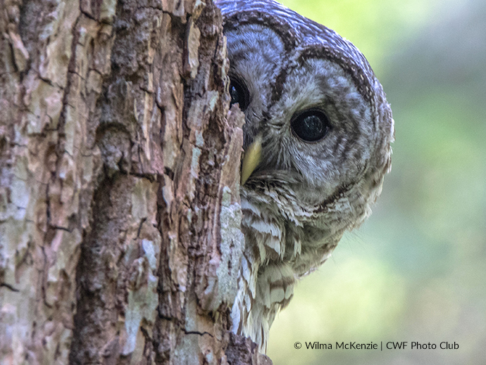 owl hiding behind tree