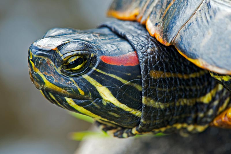 Canadian Wildlife Federation: Red Eared Slider