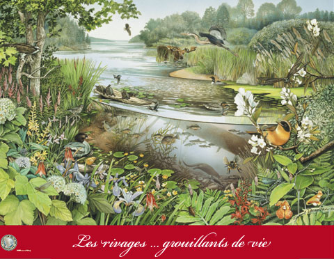 Les rivages… grouillants de vie
