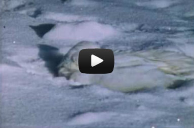 hww ptarmigan video
